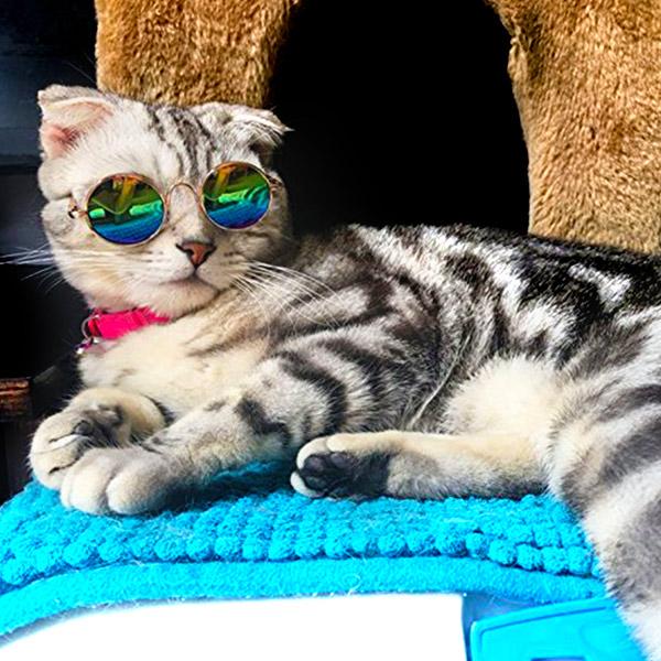 Sunglasses for Cats