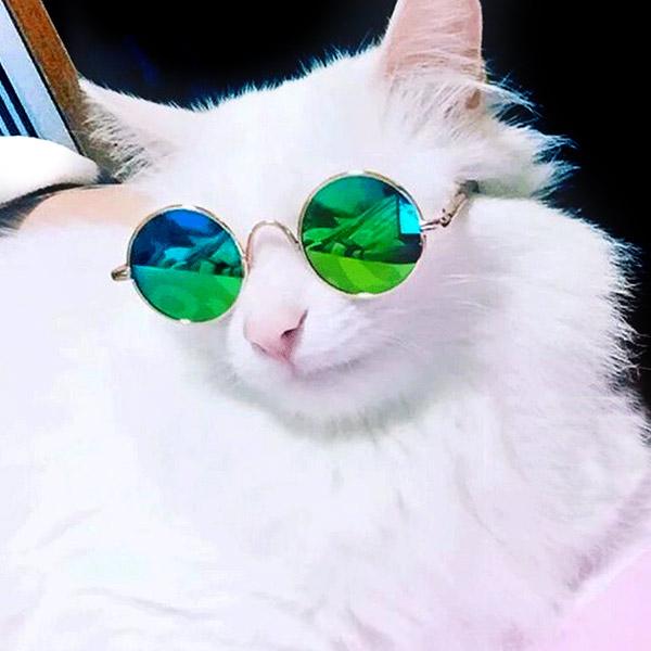 Sunglasses for Cats