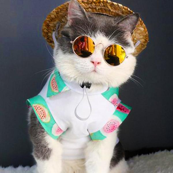 Sunglasses for Cats