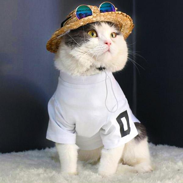 Sunglasses for Cats