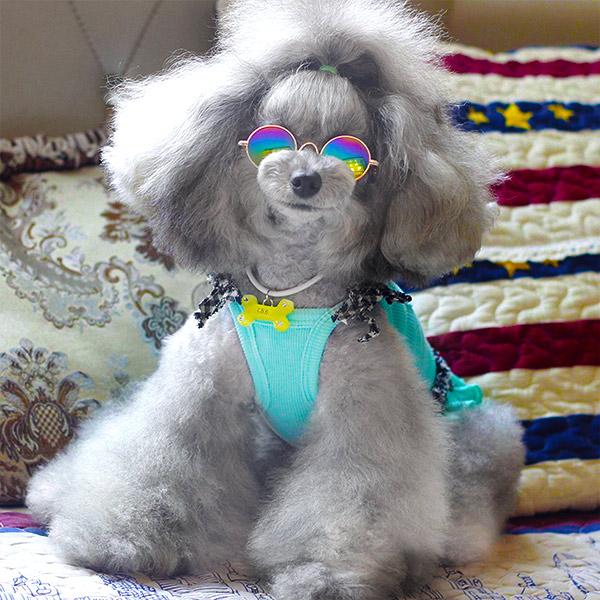 Sunglasses for Dogs