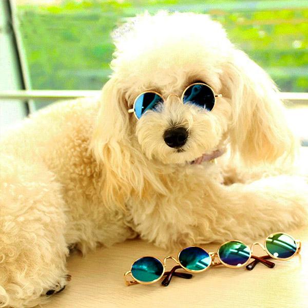 Sunglasses for Dogs